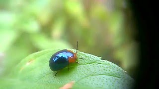 Joaninha Azul Metalico  Eremochilus peregrinus Weise 1912a Bolívia Besouro da folha Chrysomelidae [upl. by Auqinet533]