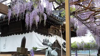 山崎大歳神社「千年藤」4K 60p [upl. by Ariek]