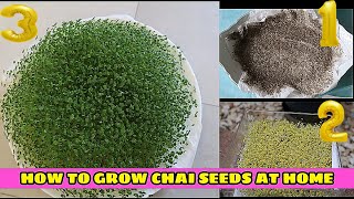 how to grow chia seeds on your diner plate at home [upl. by Boynton]