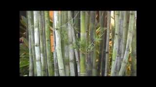 Giant Timber Bamboo  Bambusa Oldhamii  High Quality  Disney World Polynesian Resort [upl. by Assenal845]