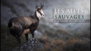 LES ALPES SAUVAGES au royaume des Chamois [upl. by Leighland]