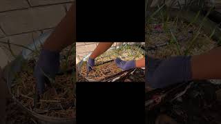 Intercropping Spinach with Garlic gardening garden backyardgardening spinach intercropping [upl. by Hildagarde]