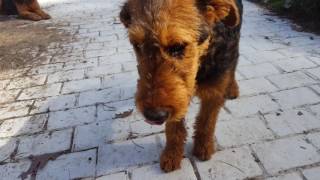 Airedale Terrier Puppies for Sale Video  S amp S Family Airedales  Bens Airedales Loving Me [upl. by Lemart191]