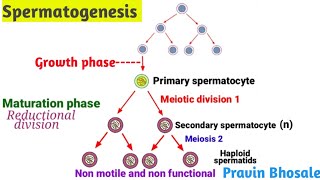 What is the spermatogenesis process Pravin Bhosale [upl. by Nazario]