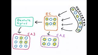 The Hippocampus and episodic memory [upl. by Raffarty]