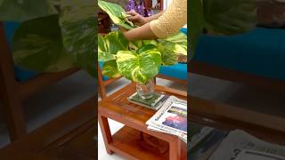 Quick cleanup shortvideo home gardening moneyplanthomedecore moneyplant homedecor garden [upl. by Araldo]