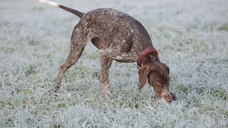 Training Tips for the German Wirehaired Pointer [upl. by Frankel]