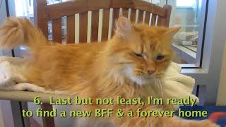 Big Red 10year old neutered male cat with a long orange tabby coat [upl. by Catharine]