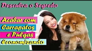 Acabar com Carrapatos e Pulgas Economizando Muito  Bravecto  Chow Chow [upl. by Letizia543]