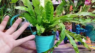 Birds Nest Ferns  Asplenium Nidus  Plant Chat Spotlight [upl. by Ahseket]