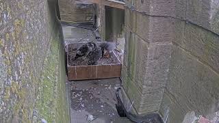 Louth peregrine feed 16 June 2024 [upl. by Jerusalem689]