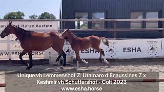 Unique vh Lemmenshof Z UTAMARO D ECAUSSINES x KASHMIR VAN SCHUTTERSHOF [upl. by Shaffert118]