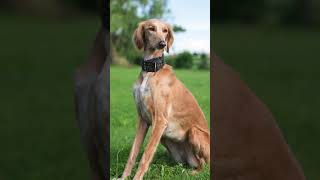 Saluki 🐶 The Fastest Dog Breeds In The World 😱🔥 dogs shorts [upl. by Bac946]