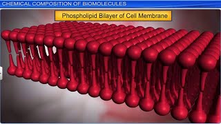 CBSE Class 11 Biology  Biomolecules Part 1  Full Chapter  By Shiksha House [upl. by Gnahk]