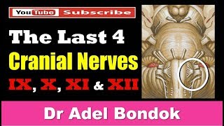 The Last 4 Cranial Nerves Dr Adel Bondok [upl. by Rainwater490]