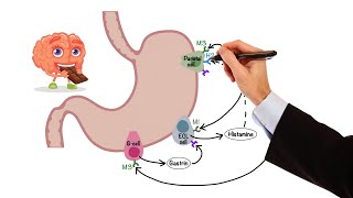 Pharmacology  GASTROINTESTINAL AND ANTIEMETIC DRUGS MADE EASY [upl. by Mccallion310]