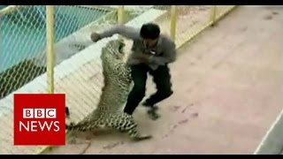 Leopard on the loose injures six while prowling around school in India  BBC News [upl. by Demetre]