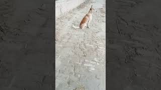 song newsong doglover 😝❤️🇮🇳🙅❤️🇮🇳❤️😝❤️😲❤😲🇮🇳😂 [upl. by Frasch674]