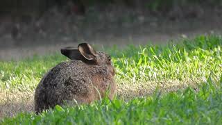 Hare Hervey Bay Qld [upl. by Olram]