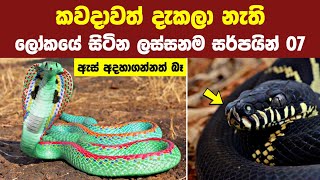 වර්තමාන ලෝකයේ ලස්සනම සර්පයින් 07  Top 07 Most Beautiful Snakes in The World [upl. by Ambrosius]