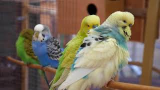 30 Minutes of Budgies and Cockatiels playing singing in their aviary [upl. by Kcirdla435]