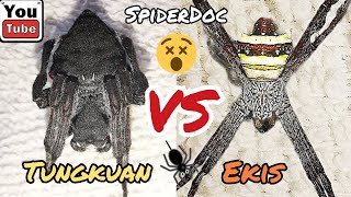 InterSpecies Spider Fight TUNGKUAN vs EKIS Gagambang Bilutan Ang Labanan [upl. by Nimajneb]