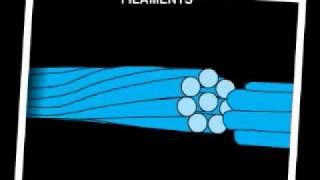 Intermediate Filaments ECB [upl. by Eldreda359]