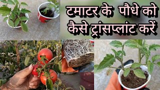 How to transplant tomato saplings nature youtube saplings transplantation shashi6928 [upl. by Zilla]