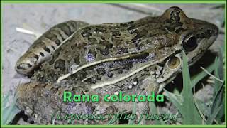 Rana colorada Leptodactylus fuscus IntroBio UNSa [upl. by Layla]