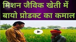 Paddy me Bio Product Ka Kamaal धान की फसल में बायो प्रोडक्ट का कमाल [upl. by Amedeo]