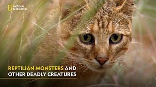 Natures Tiny Warriors  Africa’s deadliest  हिंदी  S7  E3  Nat Geo [upl. by Aschim]