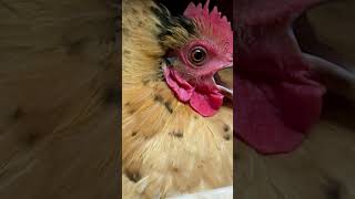 Provocateur cutefarmanimals funnyanimal petchickens viralshort [upl. by Katalin]