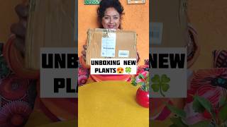 UNBOXING New Foliage Plants  Indoor plants SHOPPING gardening plants ideas indoorplants [upl. by Phiona105]