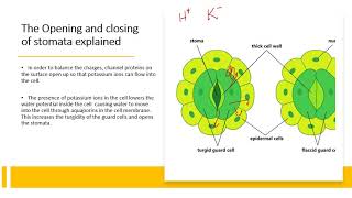 Chapter 145 Homeostasis in Plants [upl. by Lleroj]