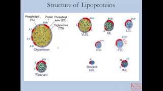 Lipids and Lipoproteins  Part 1 [upl. by Nosimaj]