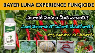 Bayer Luna Experience Fungicide Uses In Telugu  fluopyram  tebuconazole  bayer Luna fungicide [upl. by Roche373]