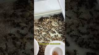 L’impact de la canicule sur mes fourmis [upl. by Rossing]