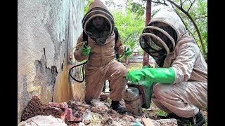 Ola de calor ha incrementado emergencias por abejas en Cali [upl. by Snyder155]