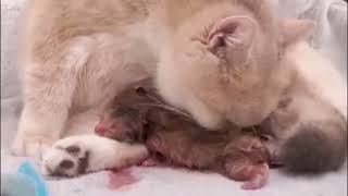 5 tiny Wonders 😲😯 Cat giving birth to 5 kittens  Watch This Cat Become a Mom😍 [upl. by Jos]