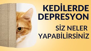 Kedilerde Depresyon Belirtiler ve Çözüm Yolları [upl. by Etnohs855]