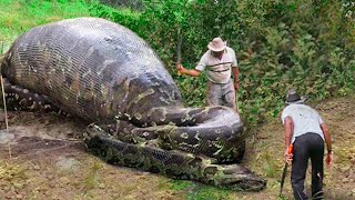 Lo Que Encontraron Dentro De Esta Serpiente Conmocionó Al Mundo Entero [upl. by Trebmer778]