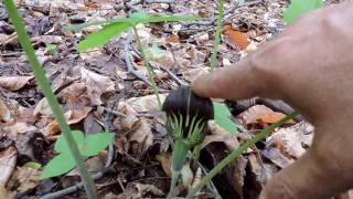 Capital Naturalist Jackinthepulpit [upl. by Hpesoj79]