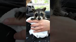 This kind family rescued a baby raccoon and raised it in their warm home animalshorts [upl. by Gans]