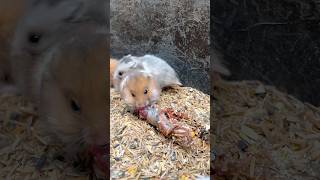 Hamster 100 Ekor tersisa 60 ekor 😭 bolang hewanpeliharaan hamsters [upl. by Alexandre280]