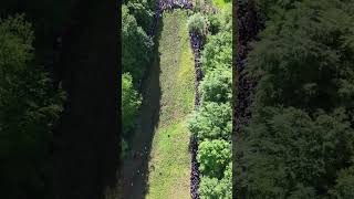 Coopers Hill cheeserolling chasing down the cheese [upl. by Philbin167]