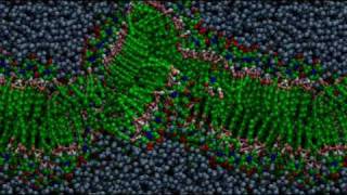 Bilayer formation through molecular selfassembly [upl. by Gothurd]