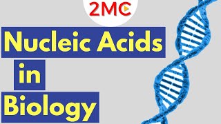 What are Nucleic Acids Nucleic Acid Structure amp Function [upl. by Wrdna126]