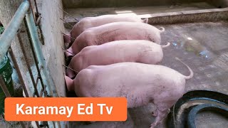 quotUPDATE quot Pag aalaga Ng Baboy karamay ED TV [upl. by Katzen]