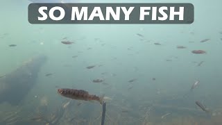 Underwater Footage  Lots of Tiny Fish Feeding Oregon Spring 2024 [upl. by Wye]