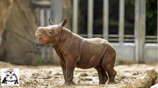 Baby Rhino Practicing Charging and Playing Compilation [upl. by Nnayhs]